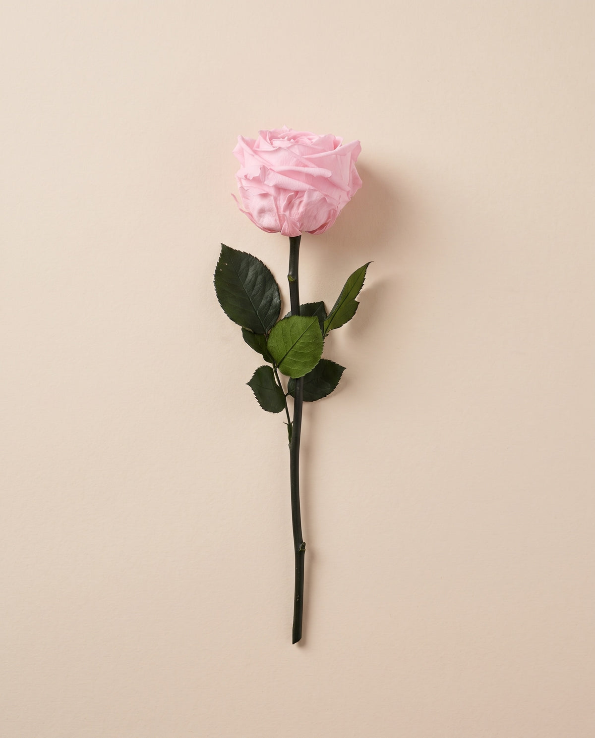 Rosa de jardín de tallo corto preservada rosa con tallo de 27,5 cm, vista desde arriba. Se vende por unidad.