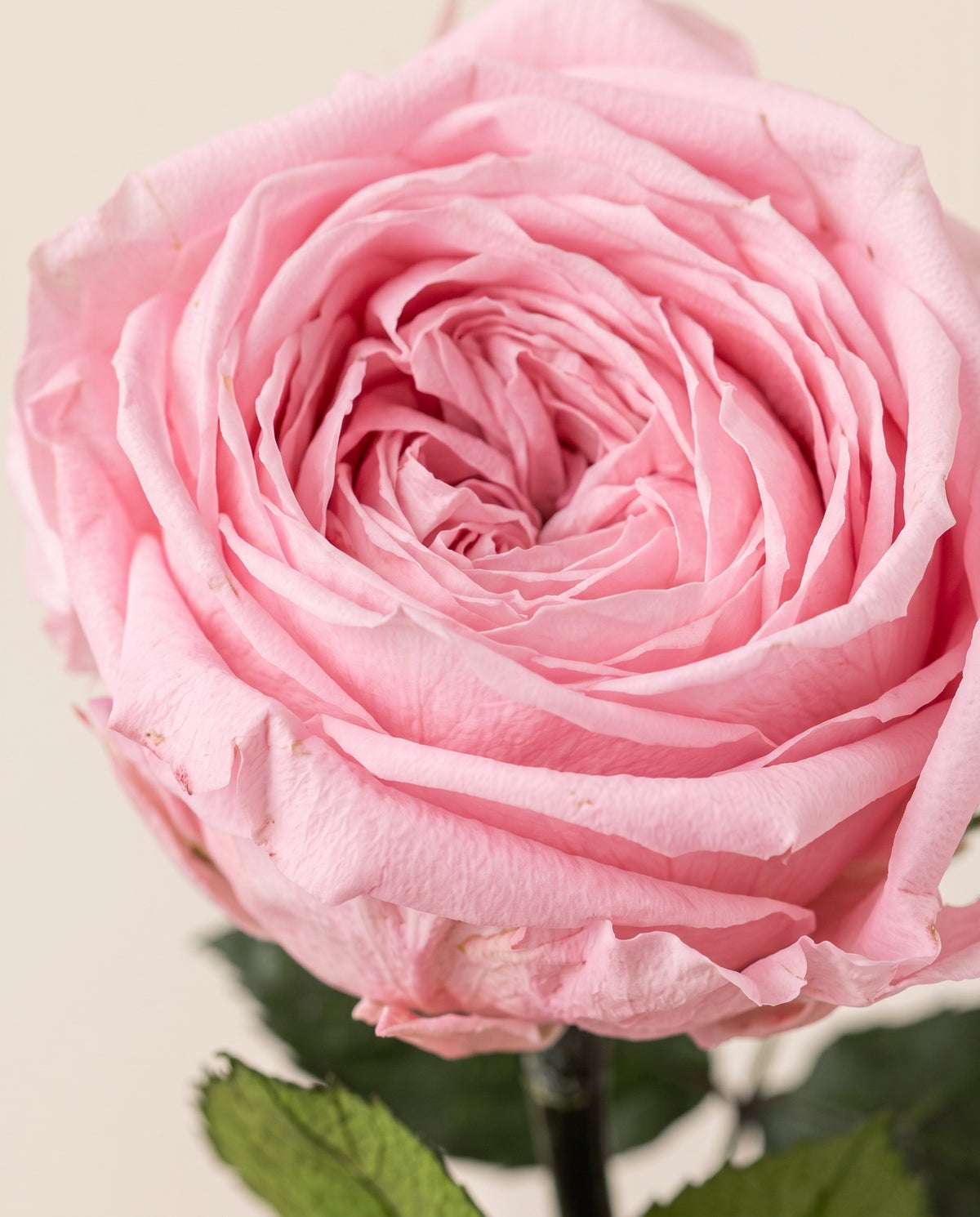 Detalle de cerca de una rosa de jardín de tallo corto preservada rosa.