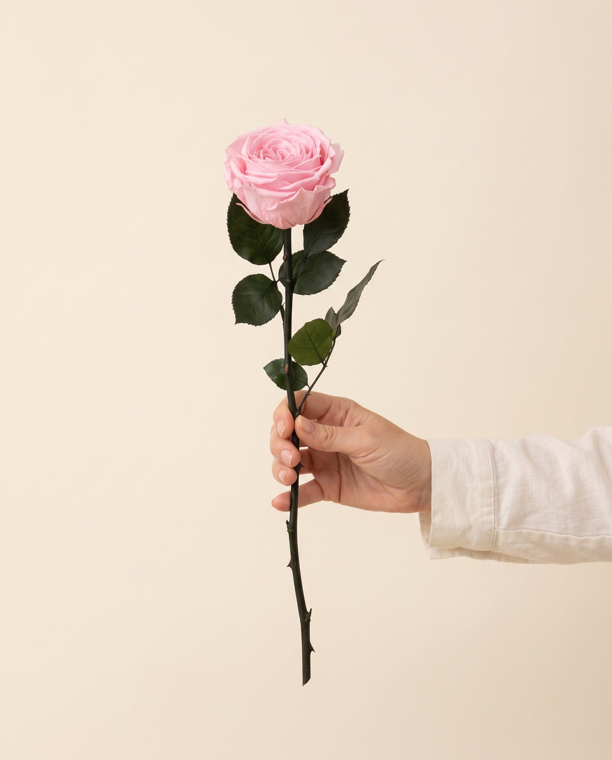 Mano sujetando una rosa de jardín de tallo corto preservada rosa, para ver su tamaño. Se vende por unidad.