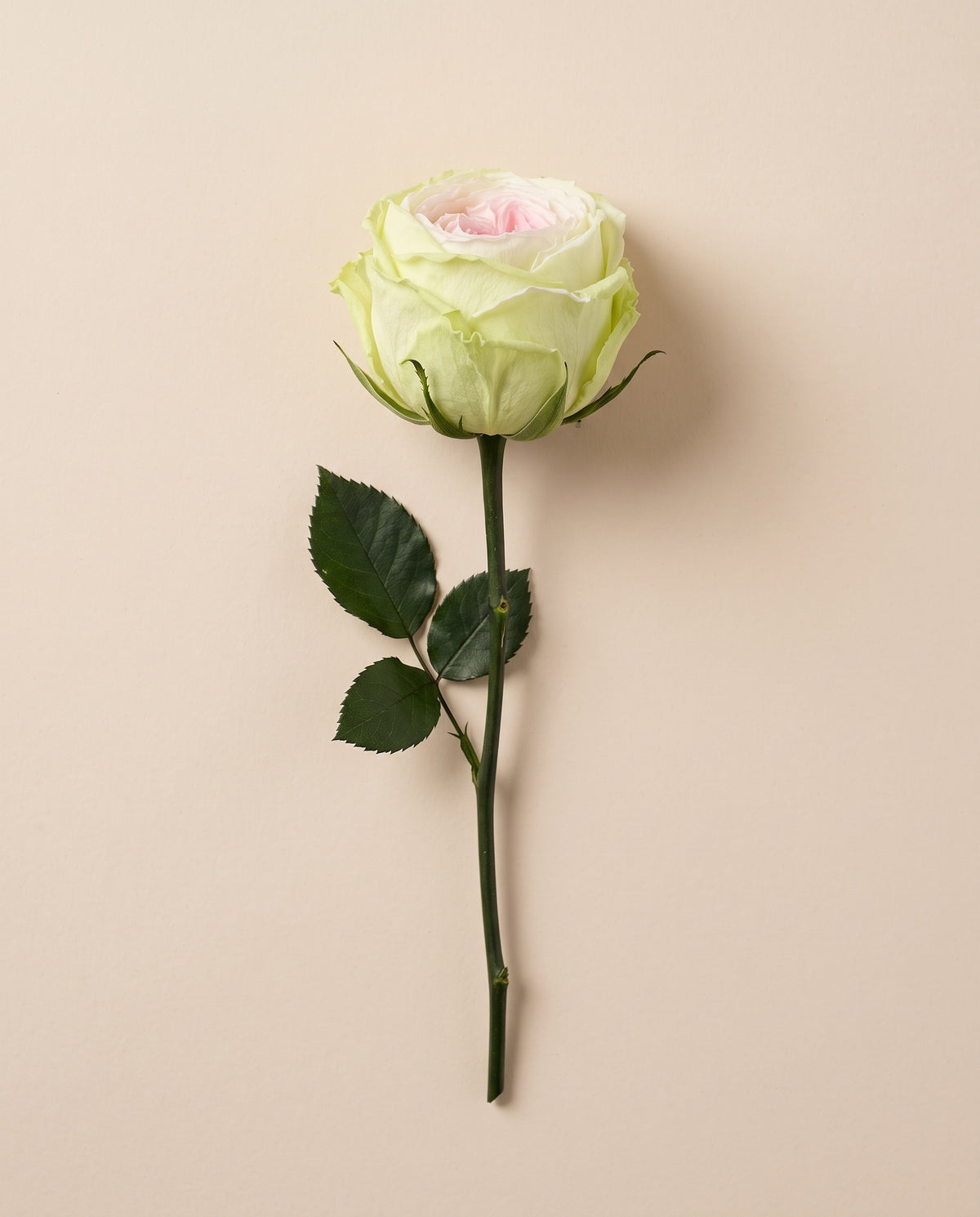 Rosa de jardín de tallo corto preservada rosa y verde con tallo de 27,5 cm, vista desde arriba. Se vende por unidad.