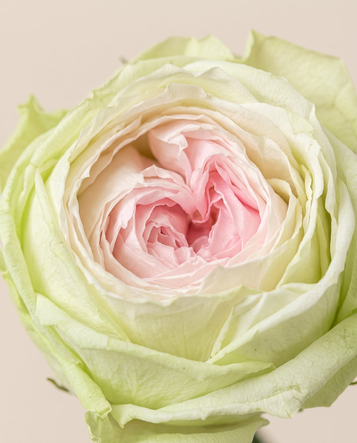 Detalle de cerca de una rosa de jardín de tallo corto preservada rosa y verde.