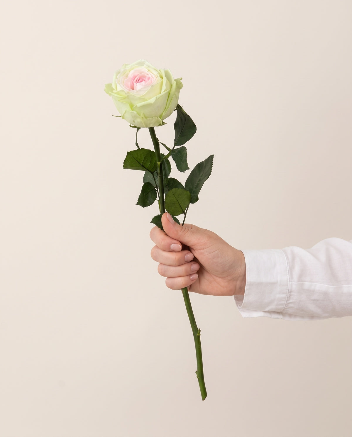 Mano sujetando una rosa de jardín de tallo corto preservada rosa y verde, para ver su tamaño. Se vende por unidad.