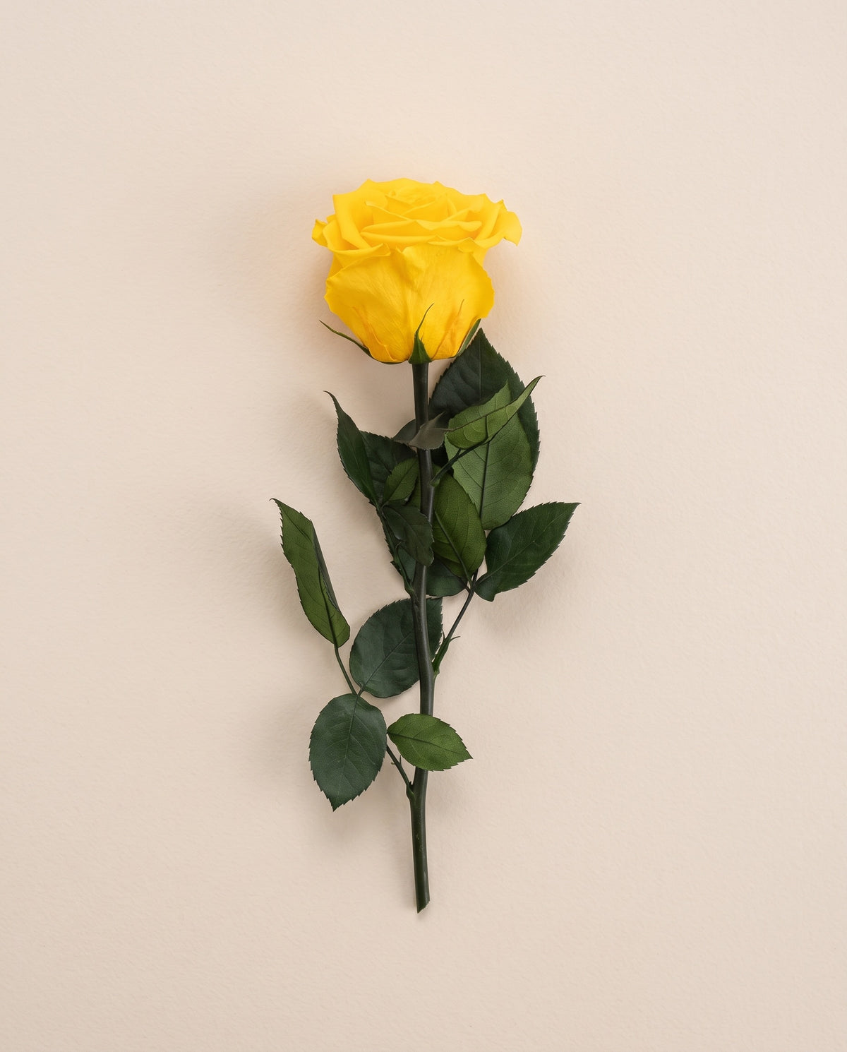 Rosa preservada amarilla con tallo de 30 cm, vista desde arriba. Se vende por unidad.