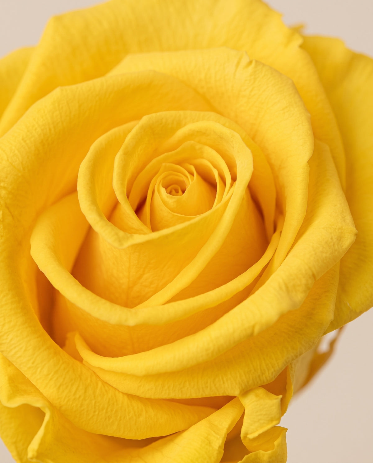 Detalle de cerca de una rosa preservada amarilla.