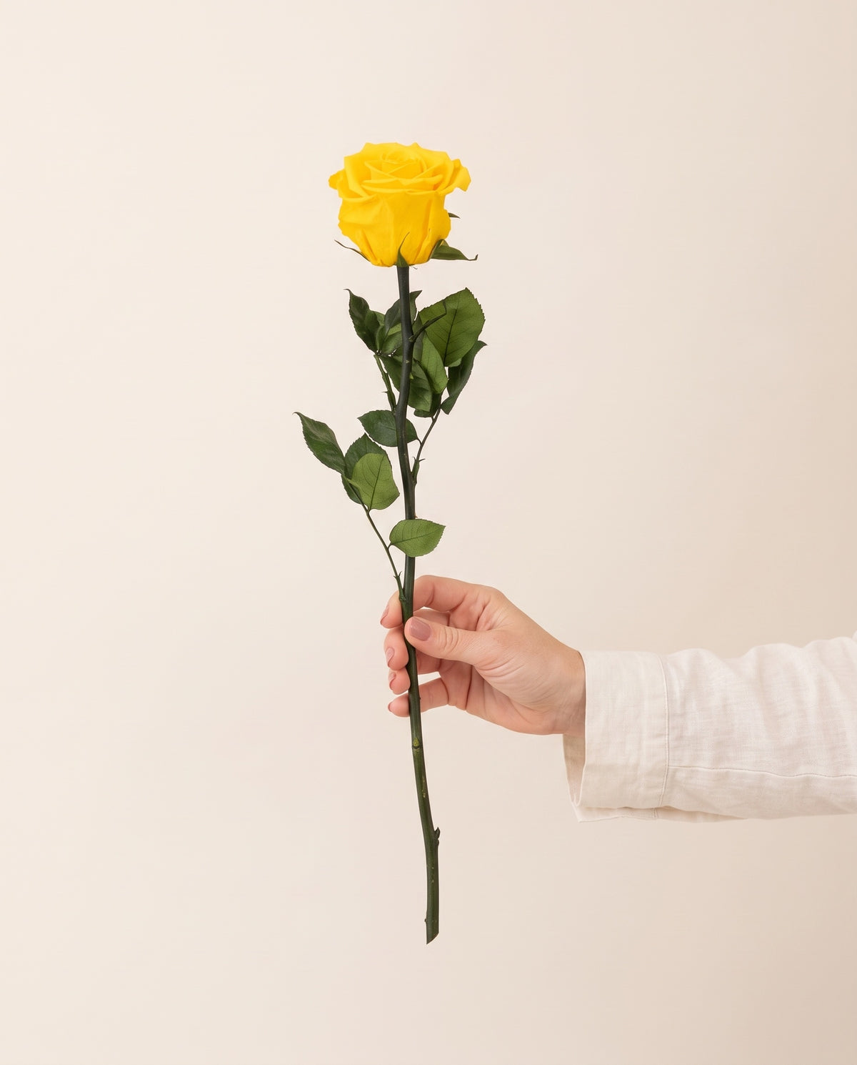Mano sujetando una rosa preservada amarilla, para ver su tamaño. Se vende por unidad.