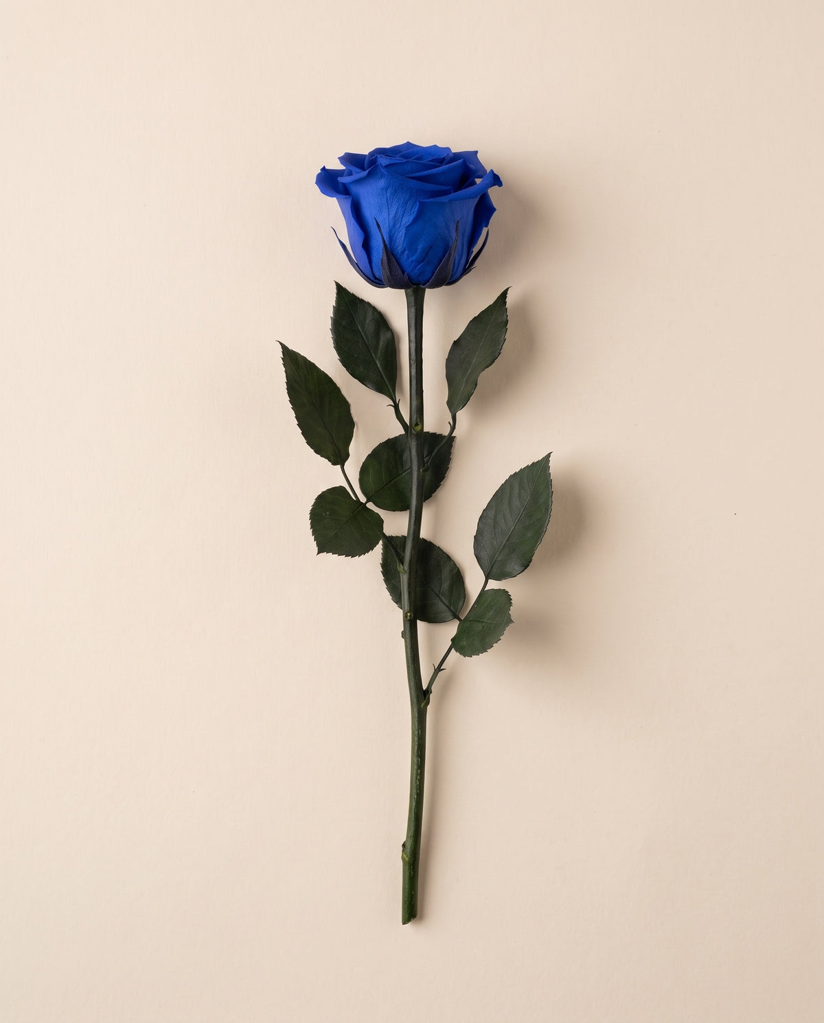 Rosa preservada azul con tallo de 30 cm, vista desde arriba. Se vende por unidad.