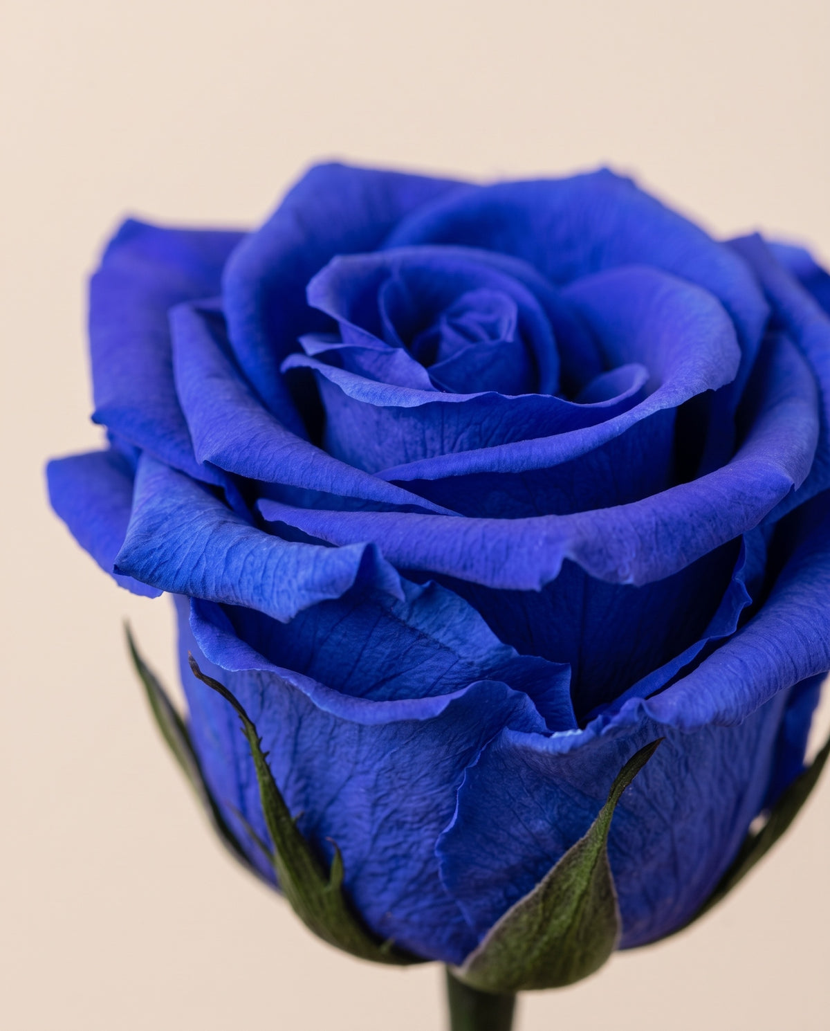 Detalle de cerca de una rosa preservada azul.