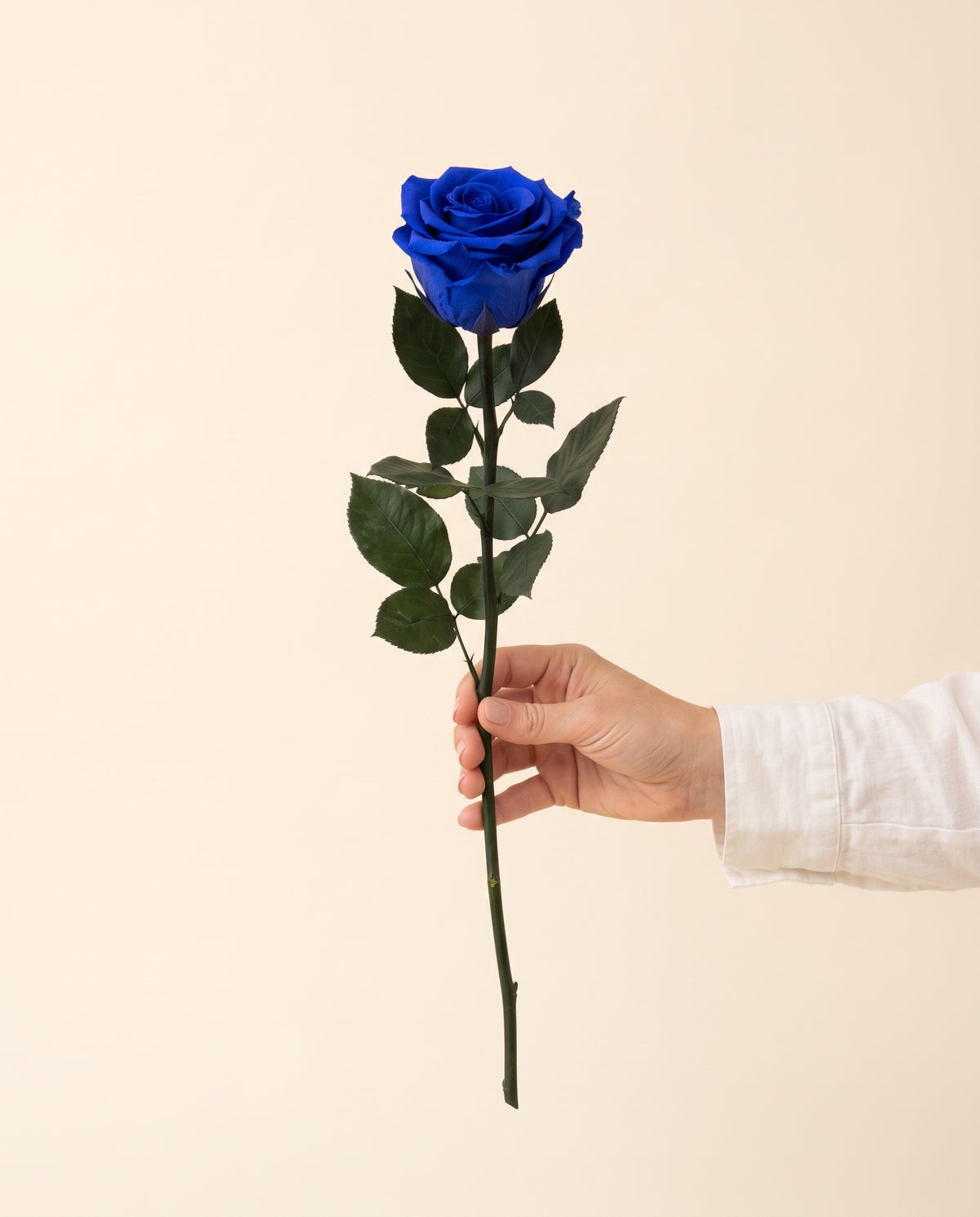 Mano sujetando una rosa preservada azul, para ver su tamaño. Se vende por unidad.