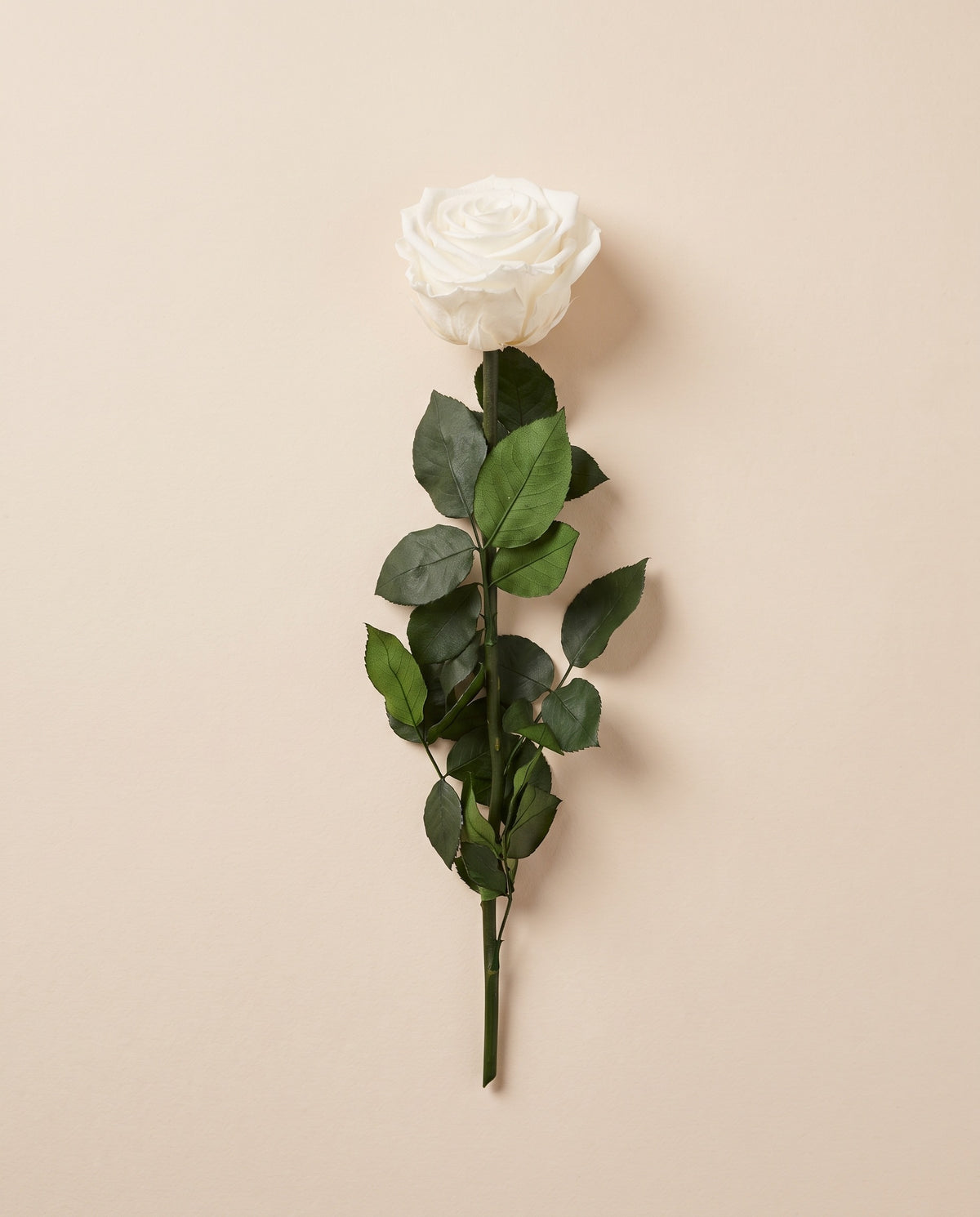 Rosa preservada blanca con tallo de 27,5 cm, vista desde arriba. Se vende por unidad.