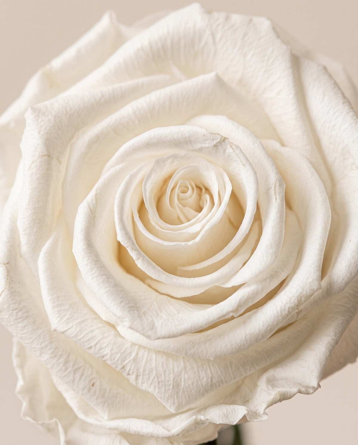 Detalle de cerca de una rosa preservada blanca.