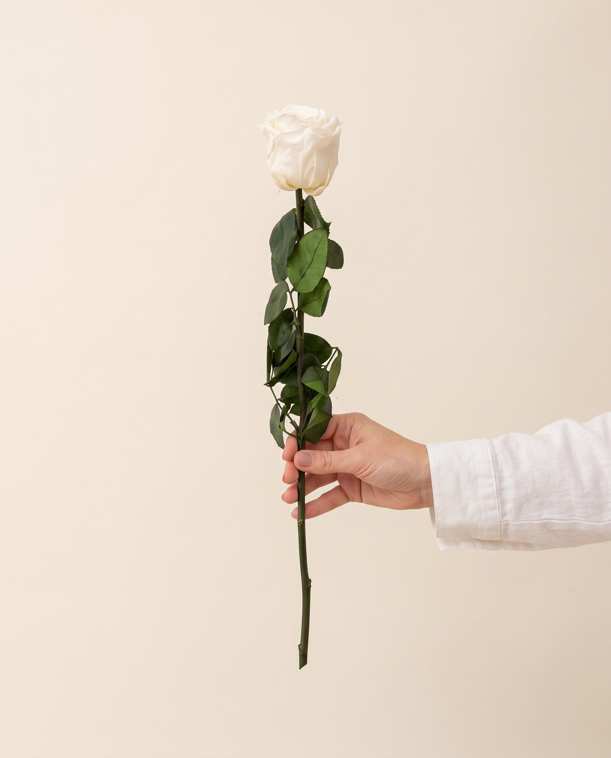 Mano sujetando una rosa preservada blanca, para ver su tamaño. Se vende por unidad.