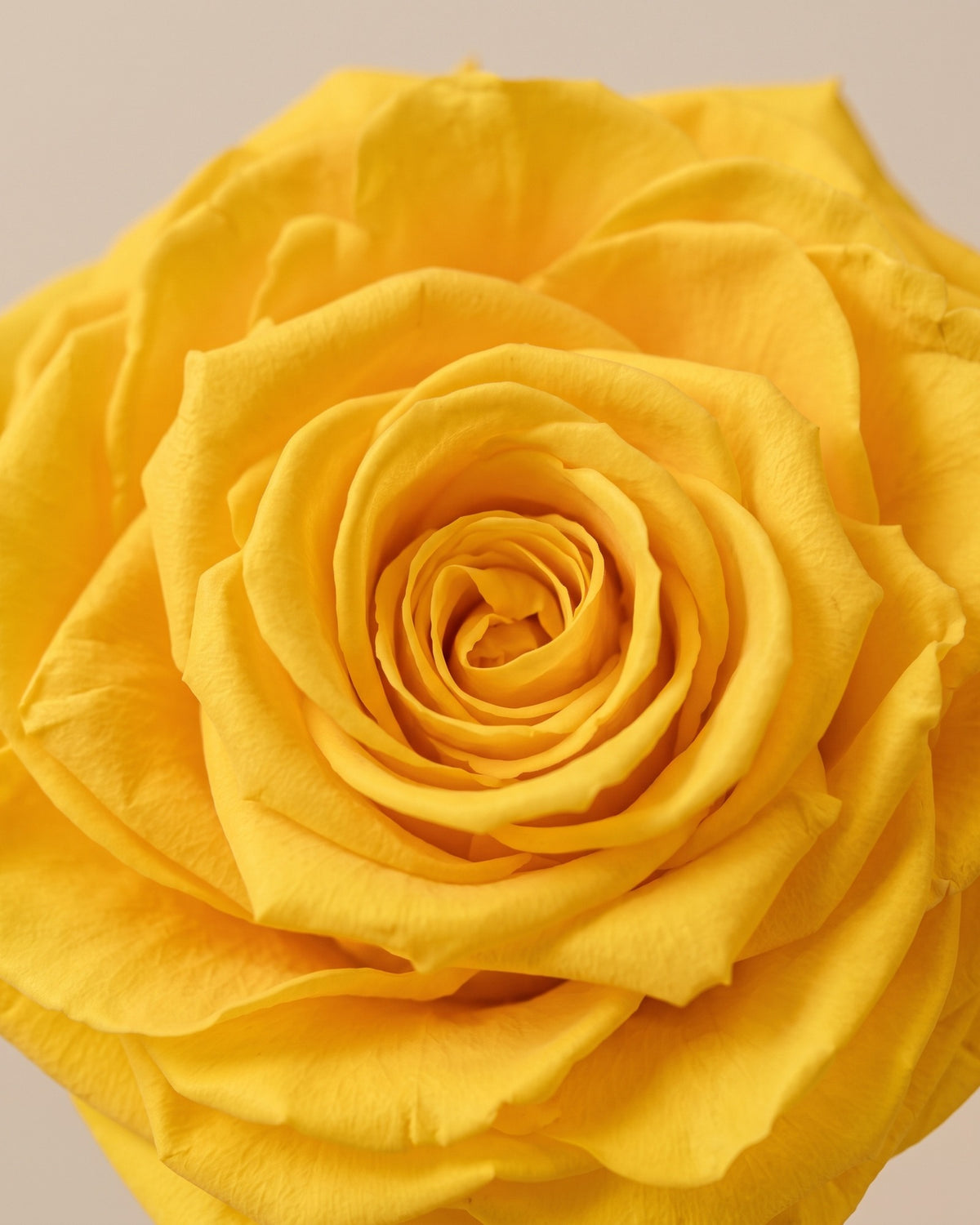 Detalle de los pétalos de la rosa preservada amarilla
