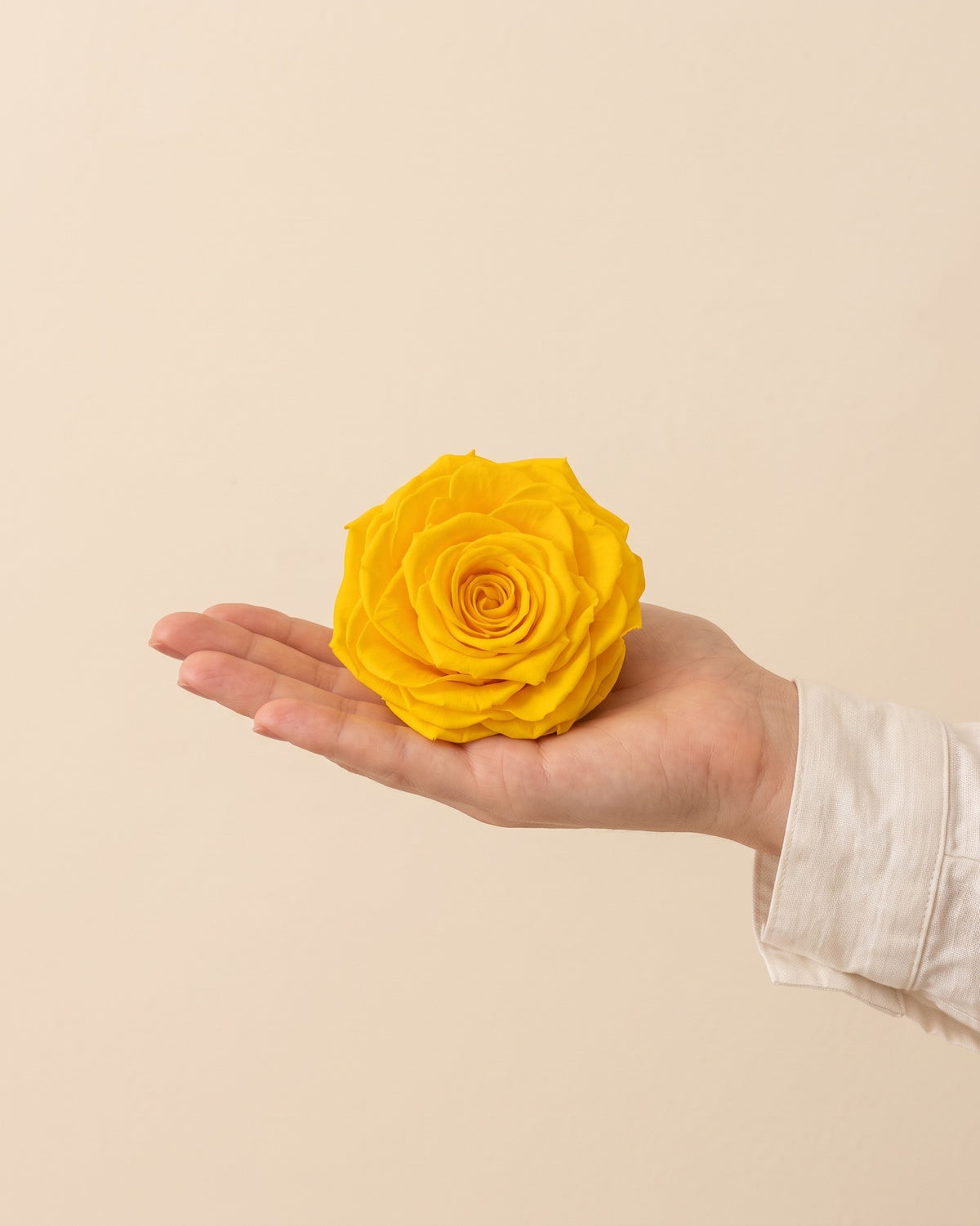 Una cabeza de rosa preservada amarilla en la mano, para ver su tamaño