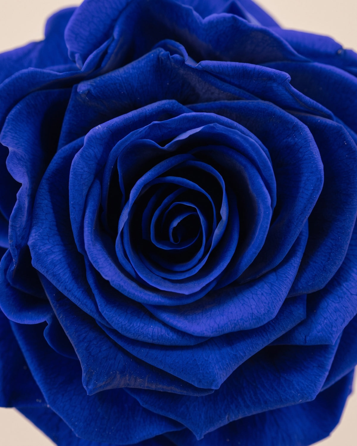 Detalle de los pétalos de la rosa preservada azul