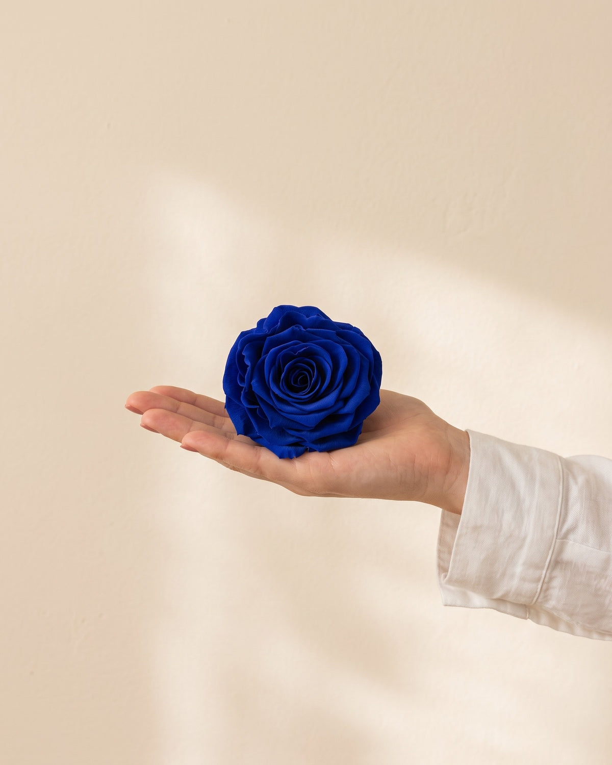 Una cabeza de rosa preservada azul en la mano, para ver su tamaño