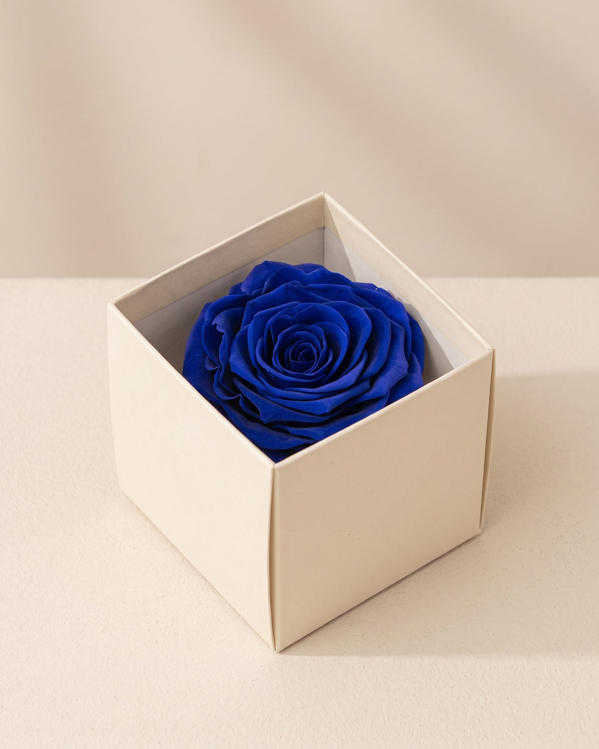 Rosa preservada Magna azul, una cabeza en una caja abierta