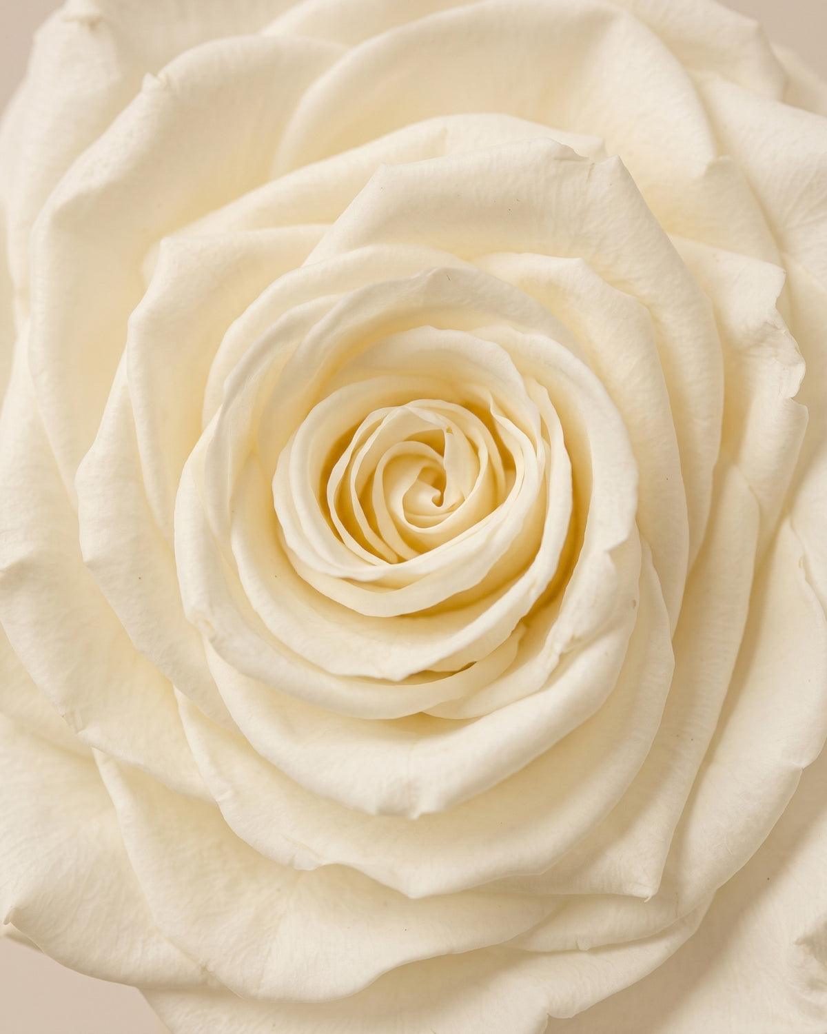 Detalle de los pétalos de la rosa preservada blanca