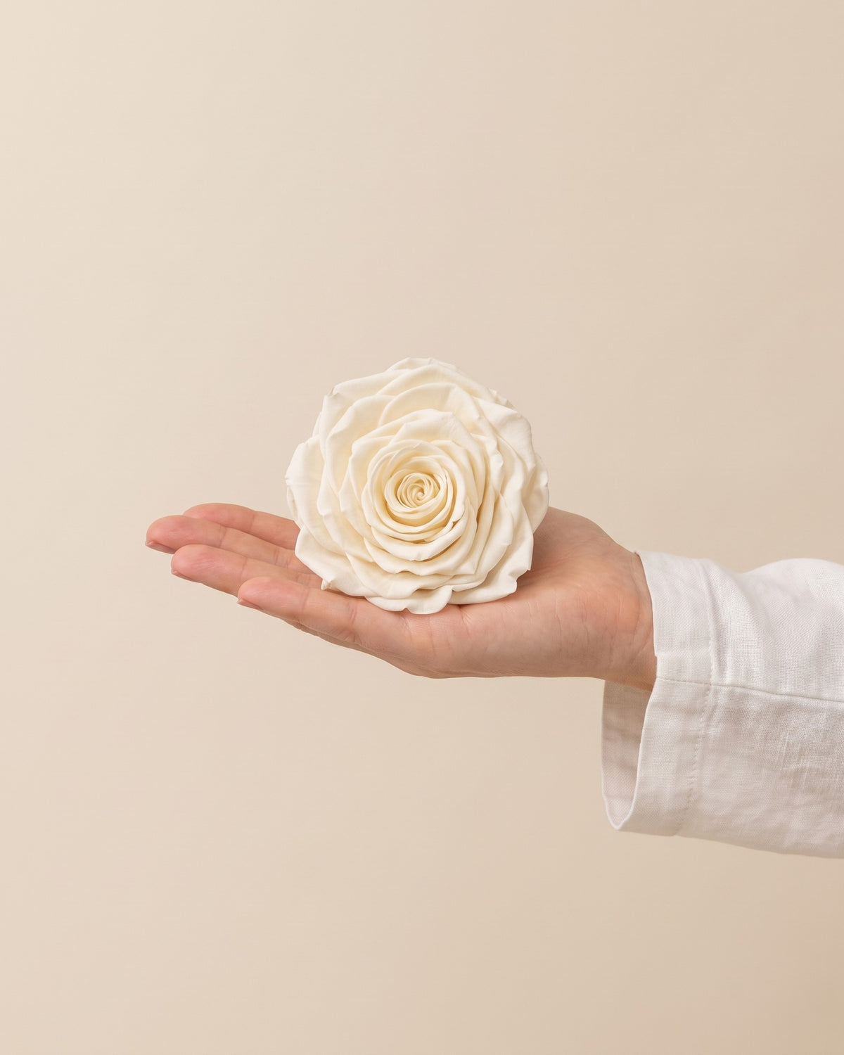 Una cabeza de rosa preservada blanca en la mano, para ver su tamaño
