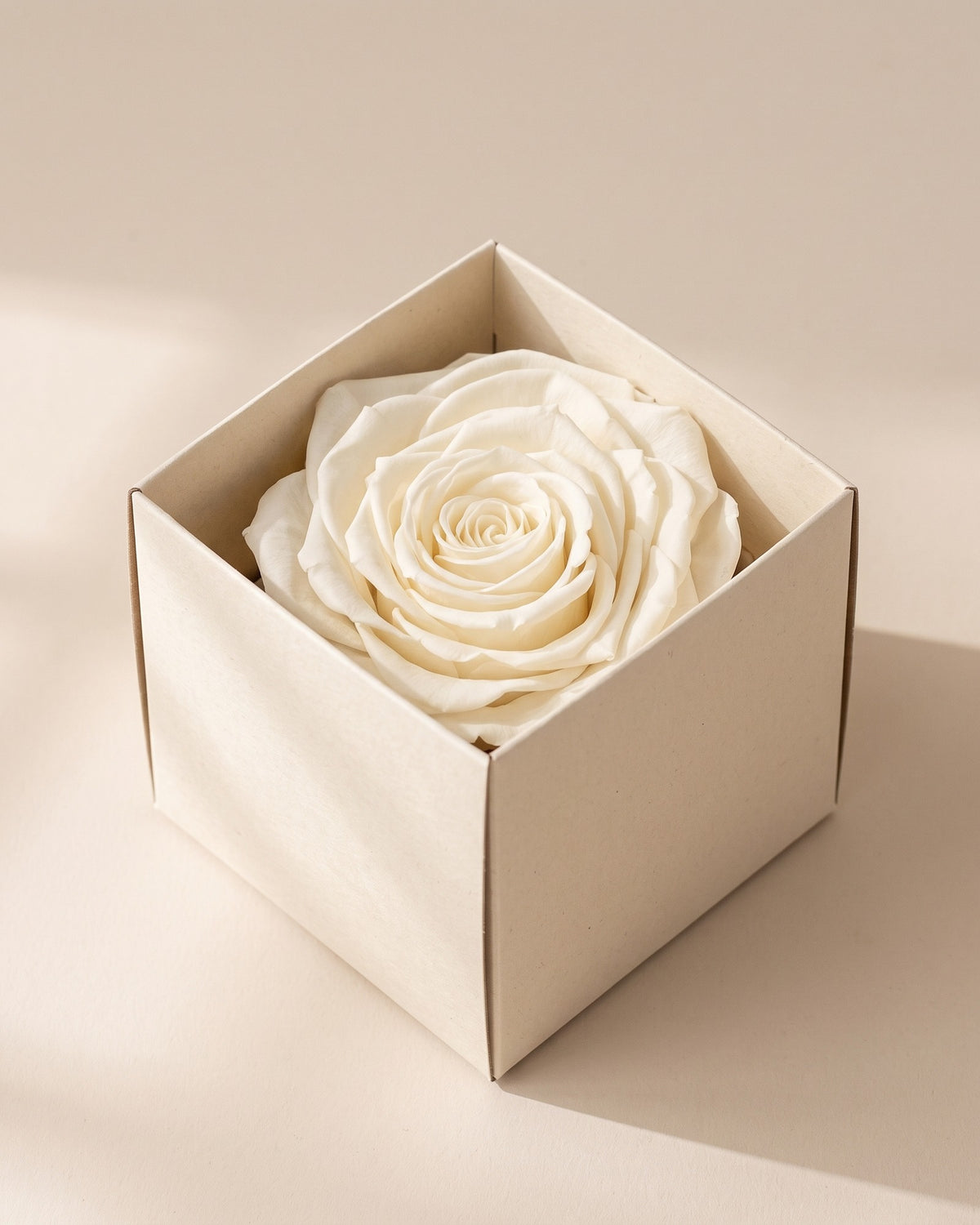 Rosa preservada Magna blanca, una cabeza en una caja abierta