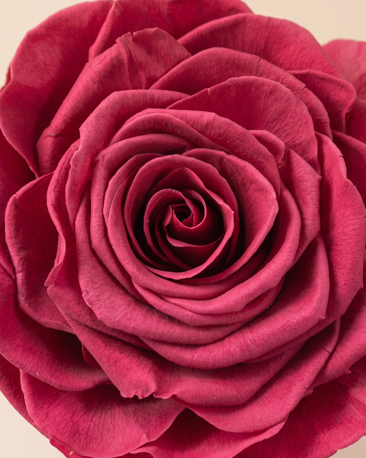 Detalle de los pétalos de la rosa preservada cereza
