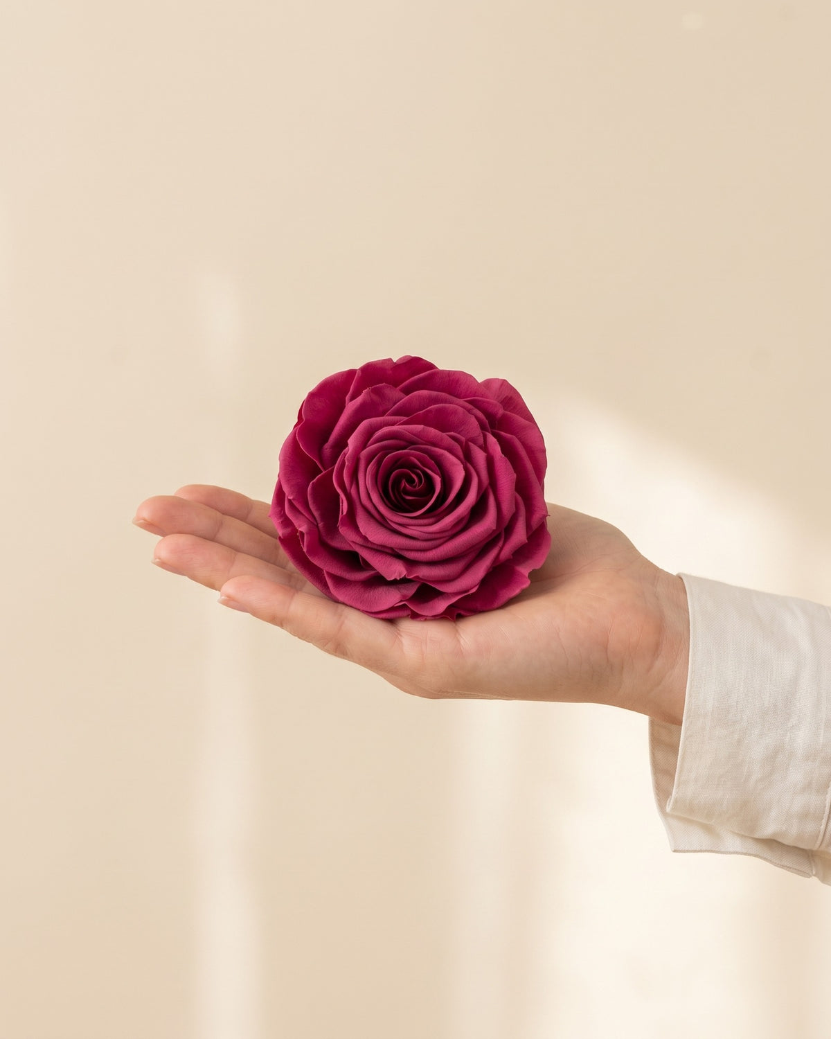 Una cabeza de rosa preservada cereza en la mano, para ver su tamaño