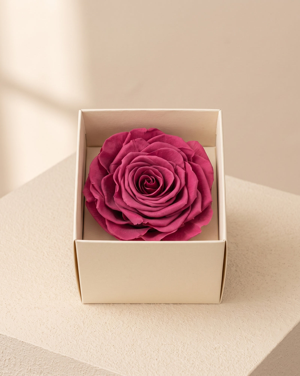 Rosa preservada Magna cereza, una cabeza en una caja abierta