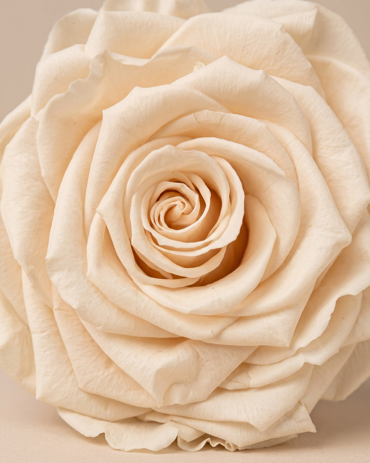 Detalle de los pétalos de la rosa preservada champagne