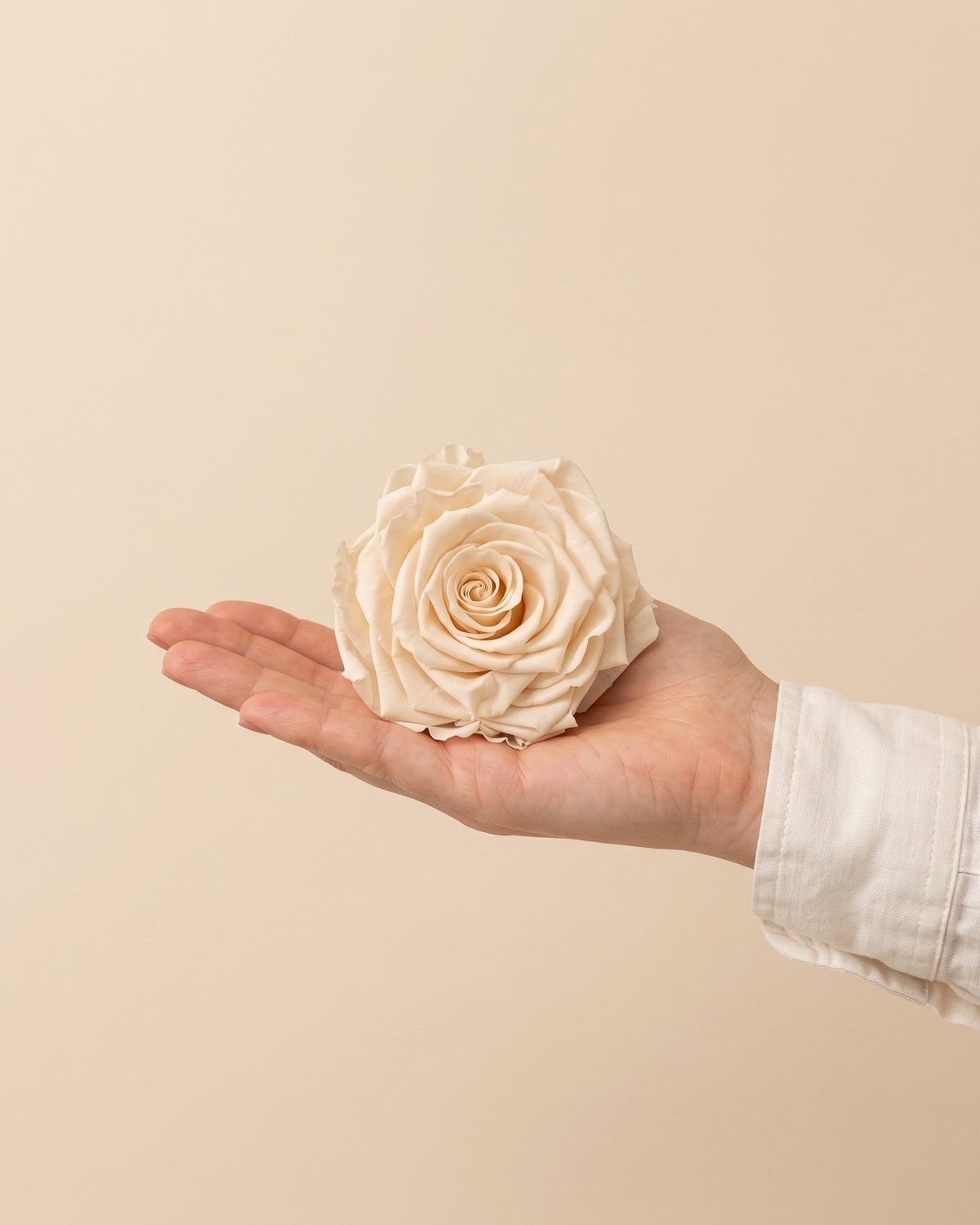Una cabeza de rosa preservada champagne en la mano, para ver su tamaño