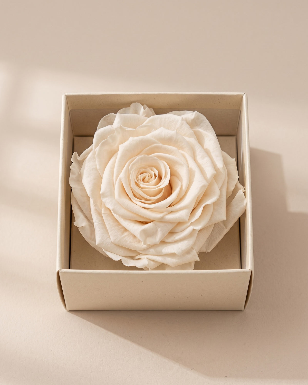 Rosa preservada Magna champagne, una cabeza en una caja abierta