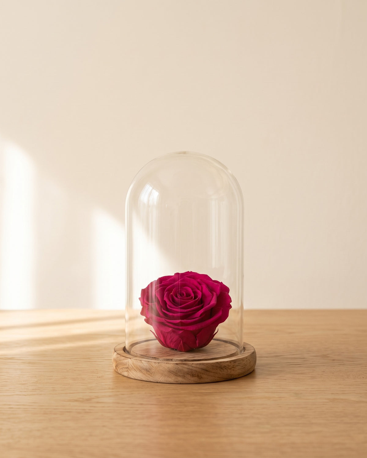 Cabeza de rosa preservada fucsia bajo una cúpula de cristal, ambientada. Cúpula no incluida.
