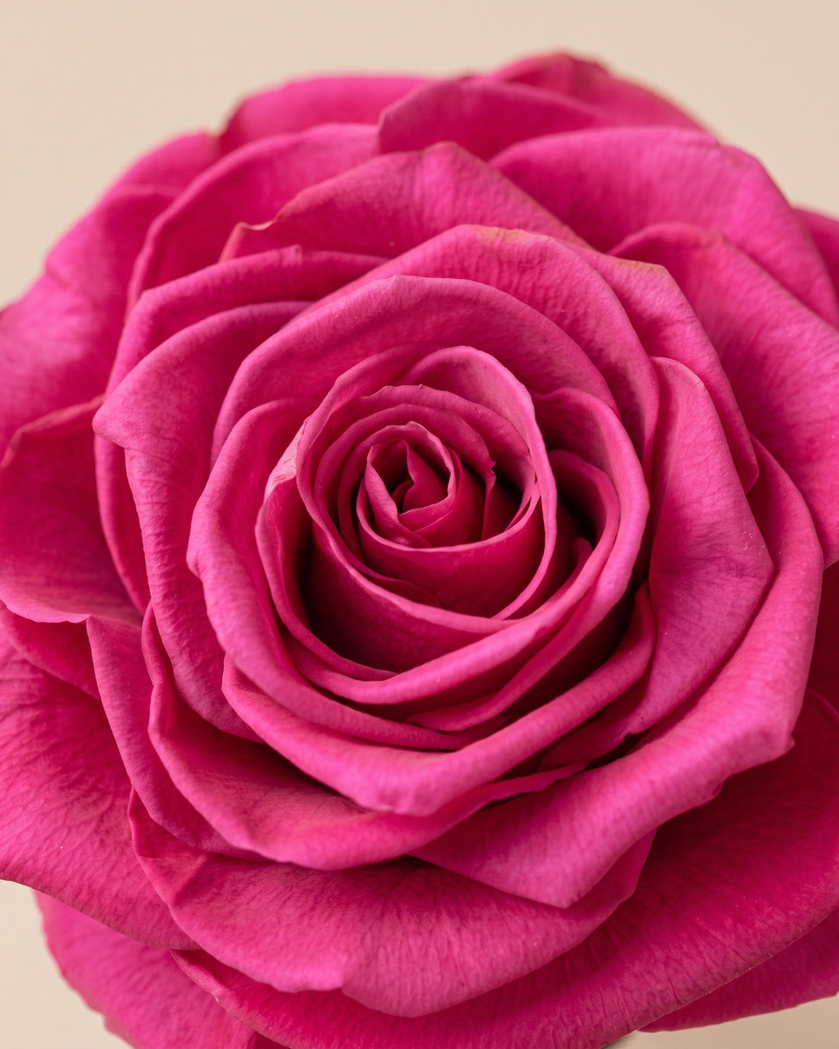 Detalle de los pétalos de la rosa preservada fucsia