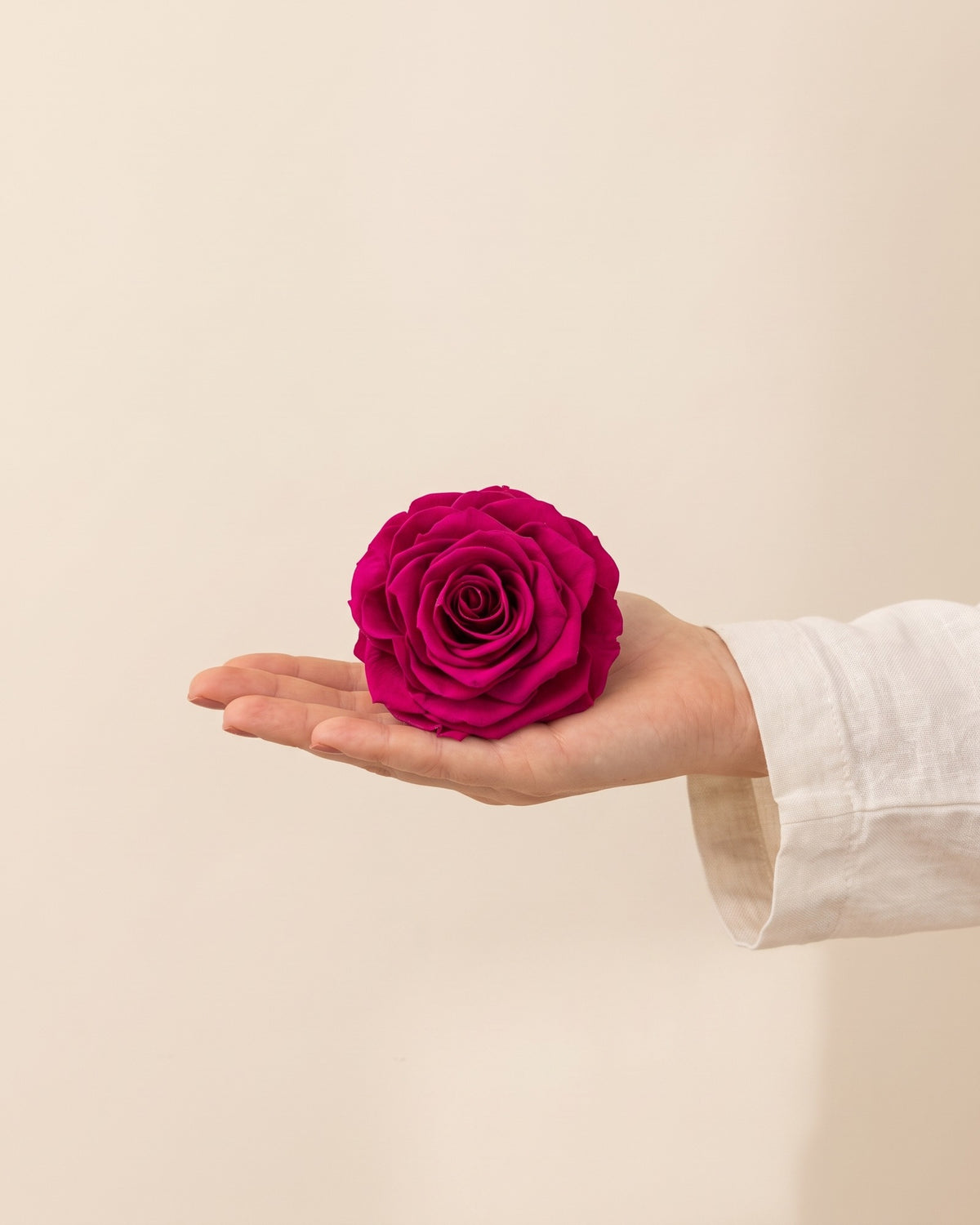 Una cabeza de rosa preservada fucsia en la mano, para ver su tamaño