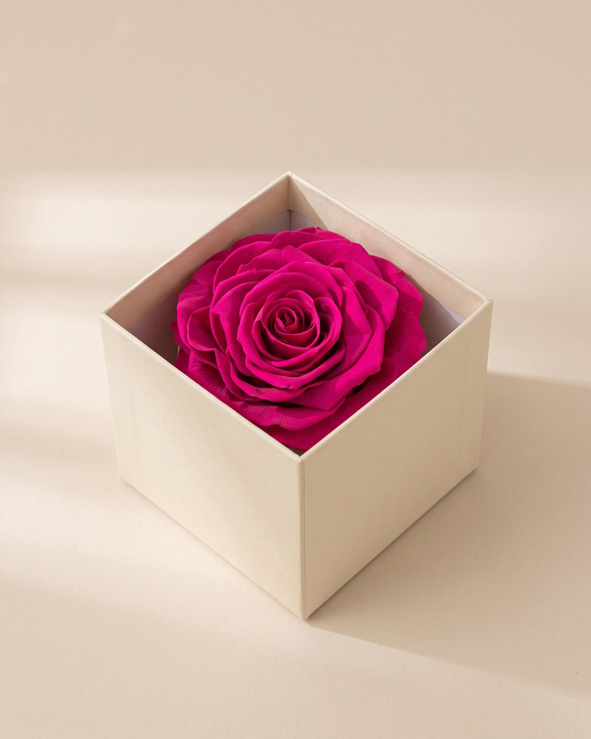 Rosa preservada Magna fucsia, una cabeza en una caja abierta