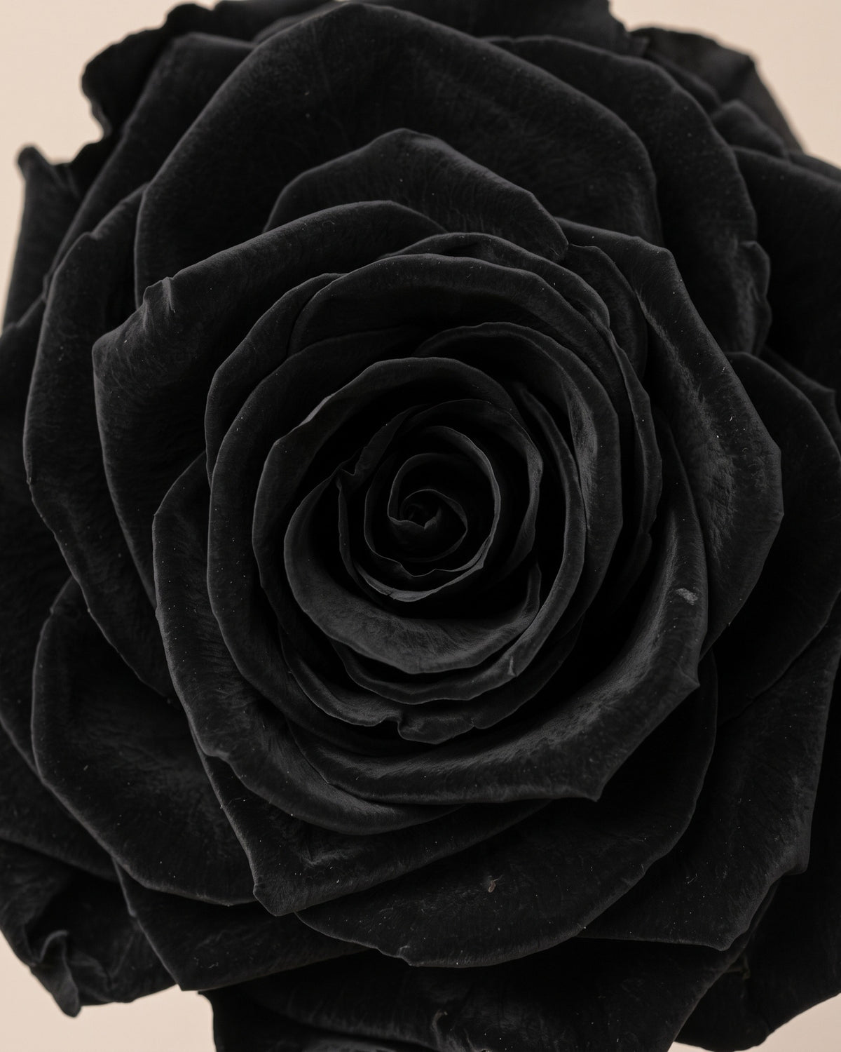 Detalle de los pétalos de la rosa preservada negra