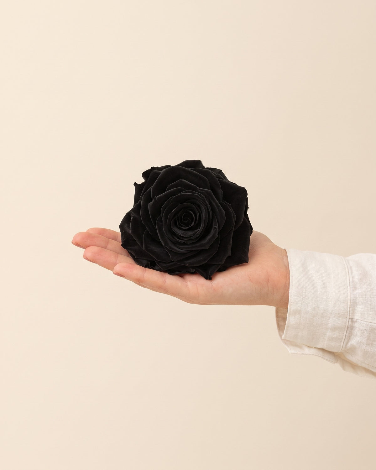 Una cabeza de rosa preservada negra en la mano, para ver su tamaño