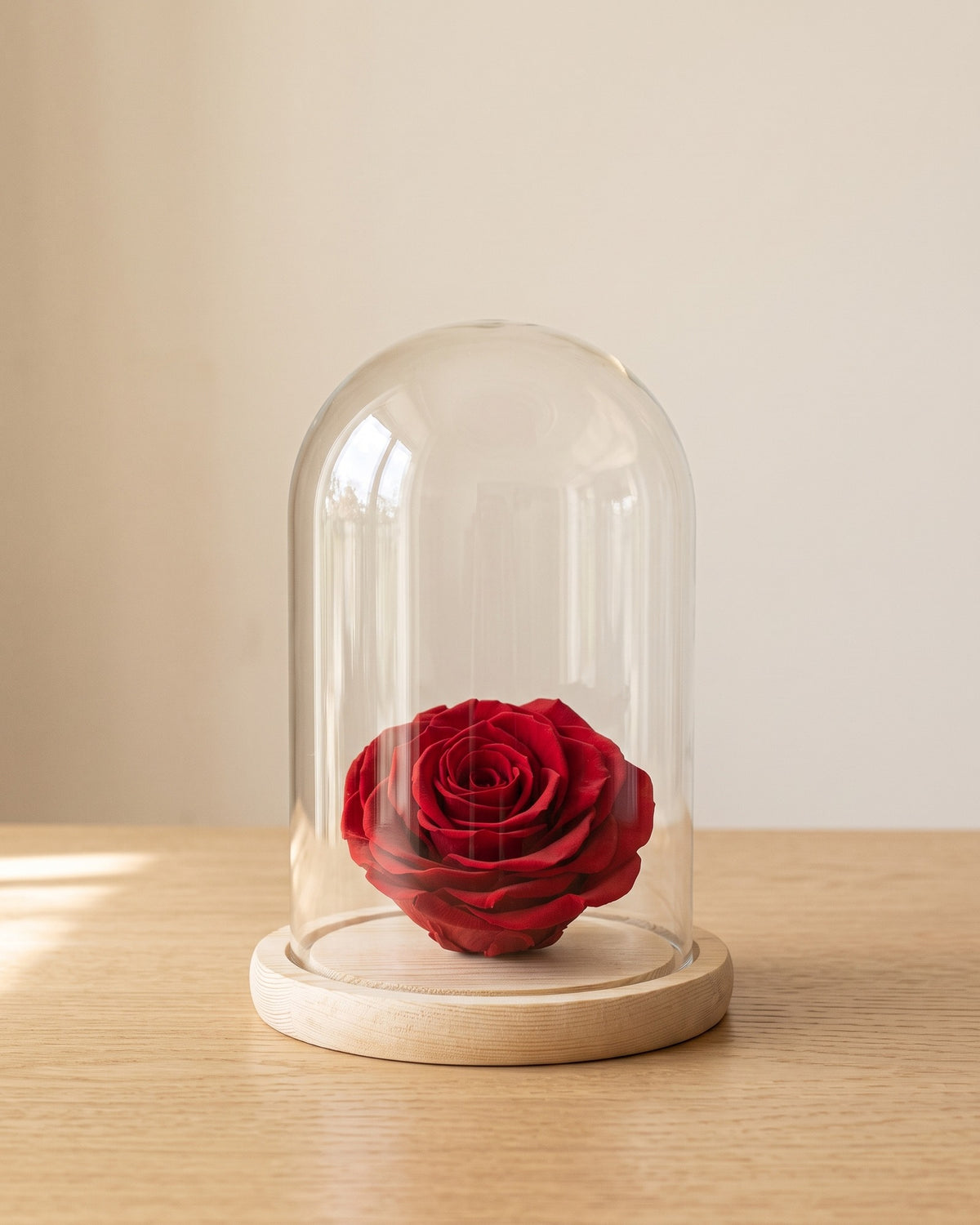 Cabeza de rosa preservada roja bajo una cúpula de cristal, ambientada. Cúpula no incluida.
