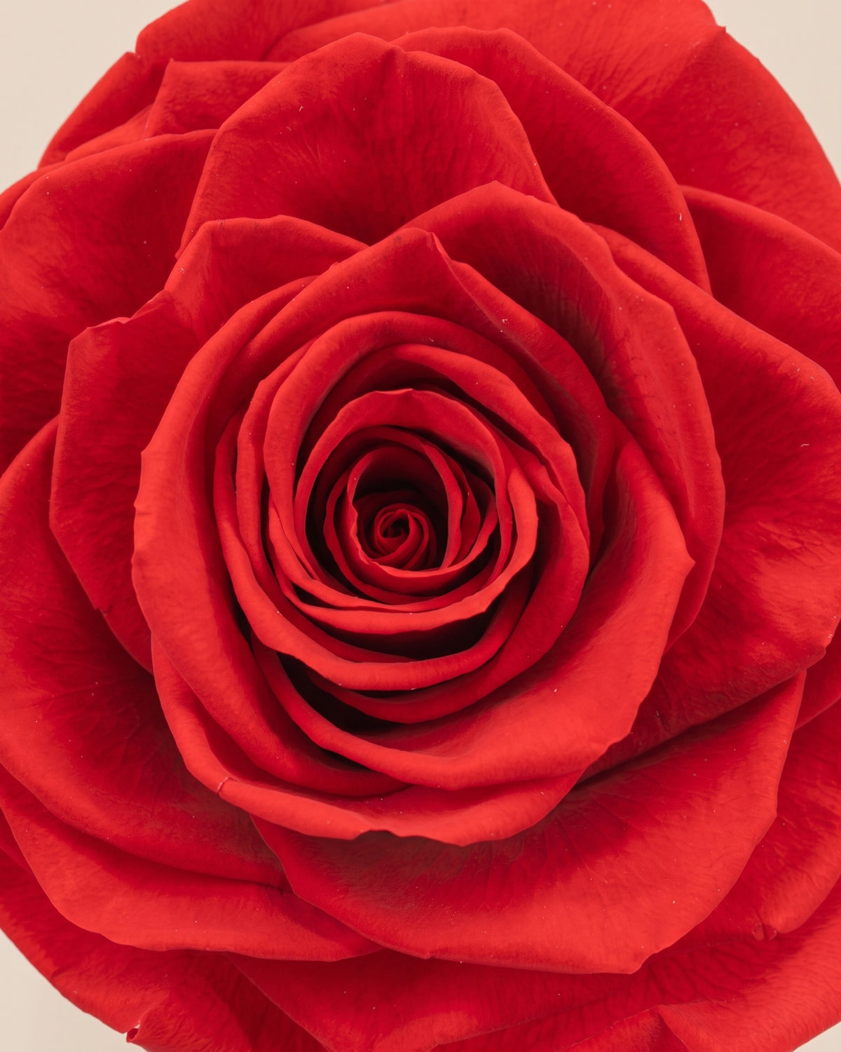 Detalle de los pétalos de la rosa preservada roja