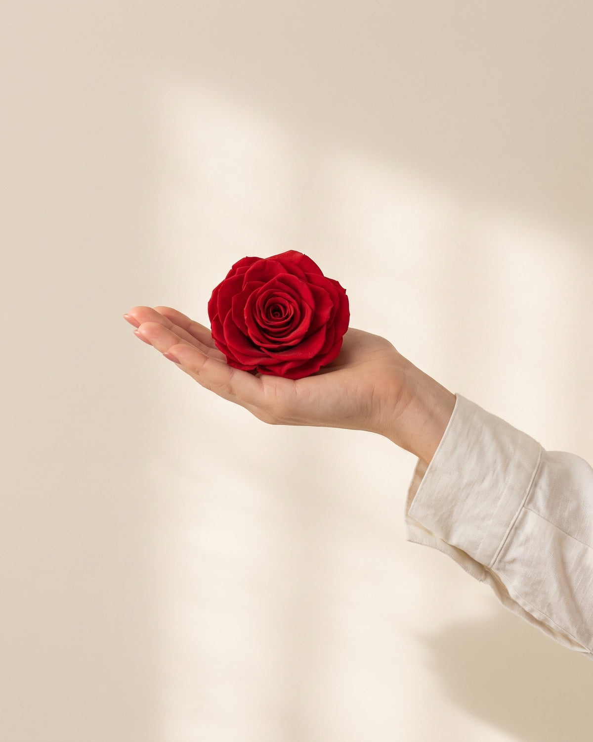 Una cabeza de rosa preservada roja en la mano, para ver su tamaño