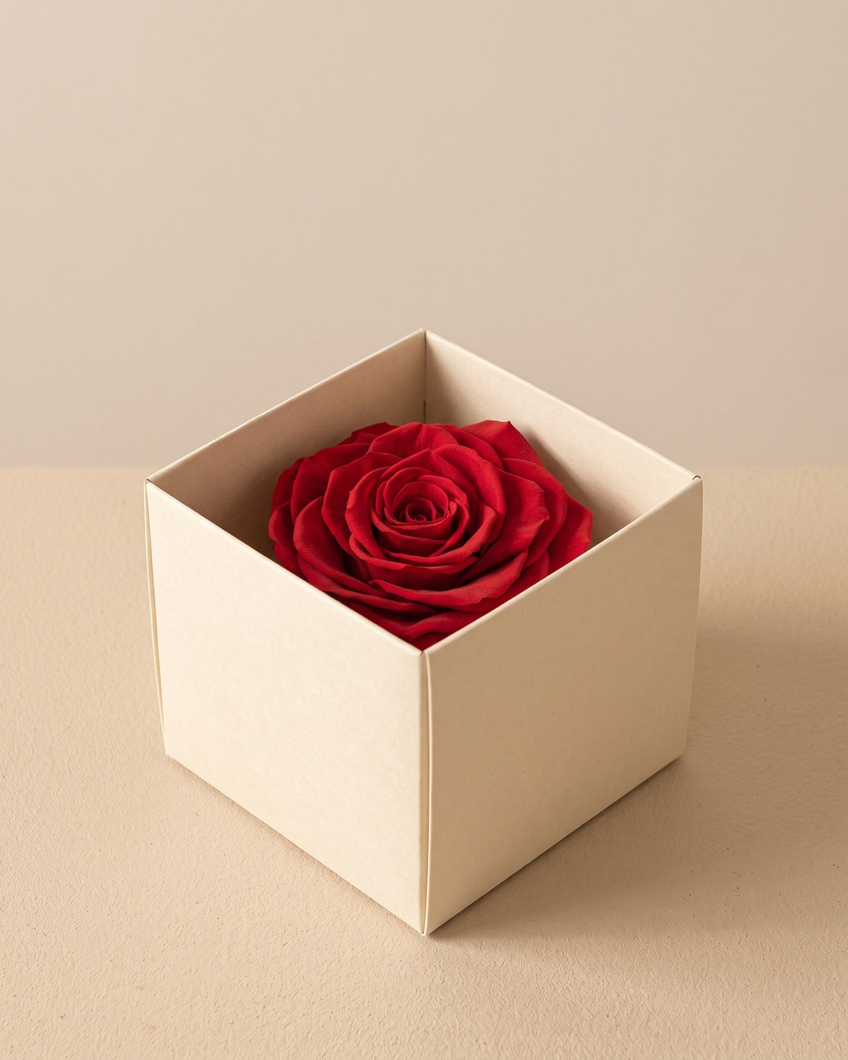 Rosa preservada Magna roja, una cabeza en una caja abierta