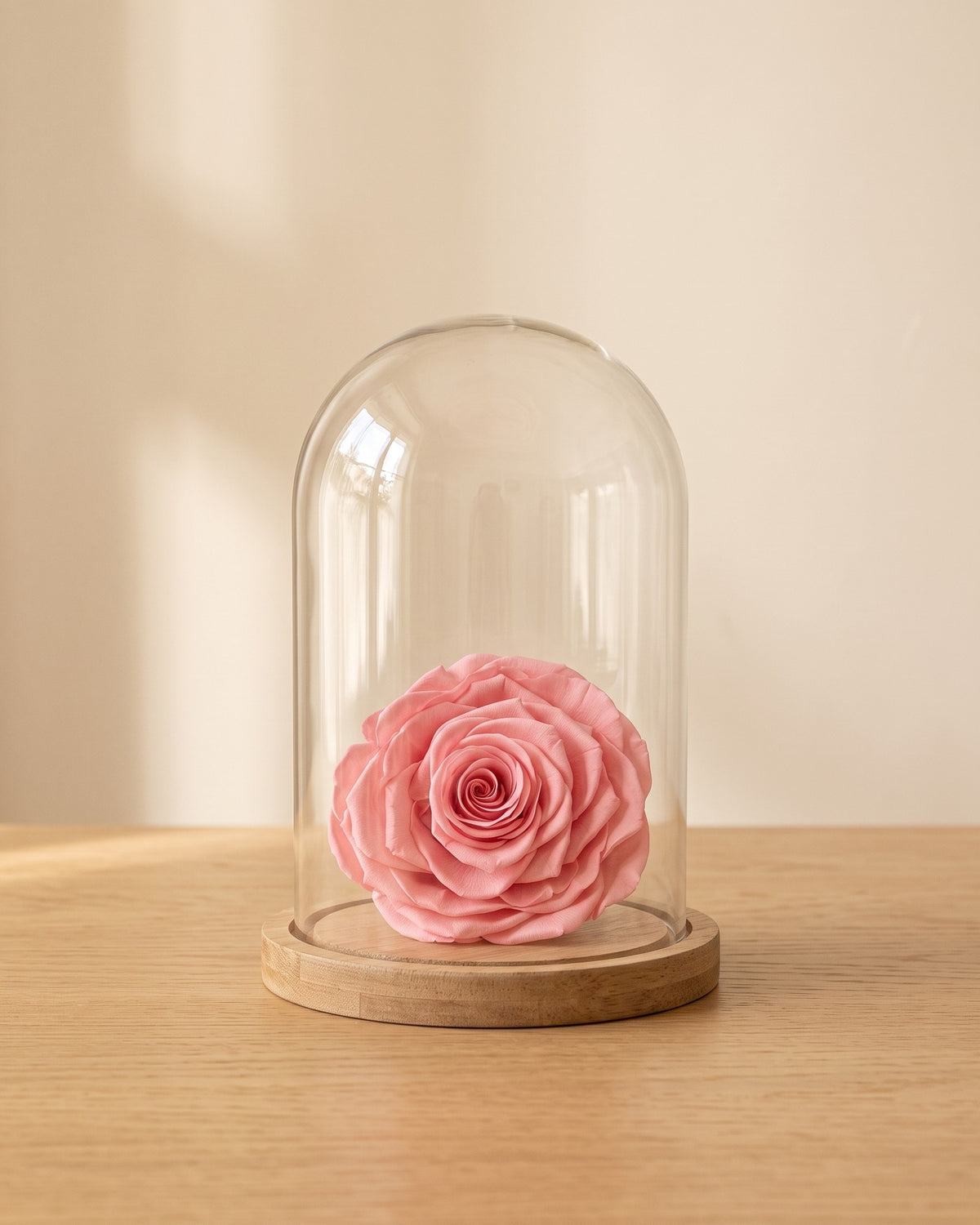 Cabeza de rosa preservada rosa bajo una cúpula de cristal, ambientada. Cúpula no incluida.