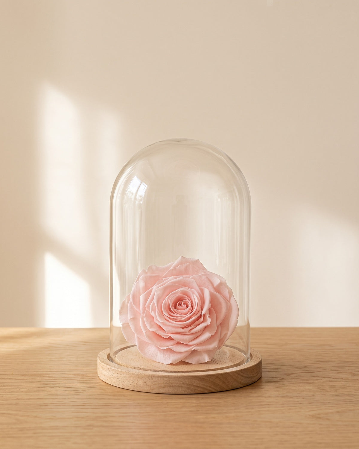 Cabeza de rosa preservada rosa clara bajo una cúpula de cristal, ambientada. Cúpula no incluida.