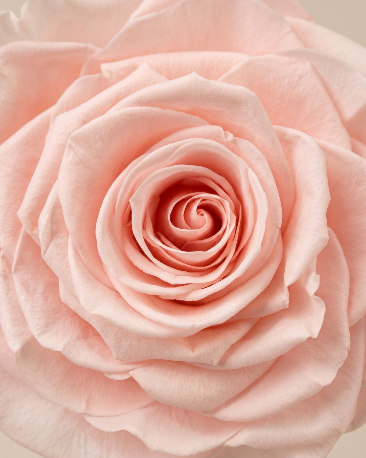 Detalle de los pétalos de la rosa preservada rosa clara