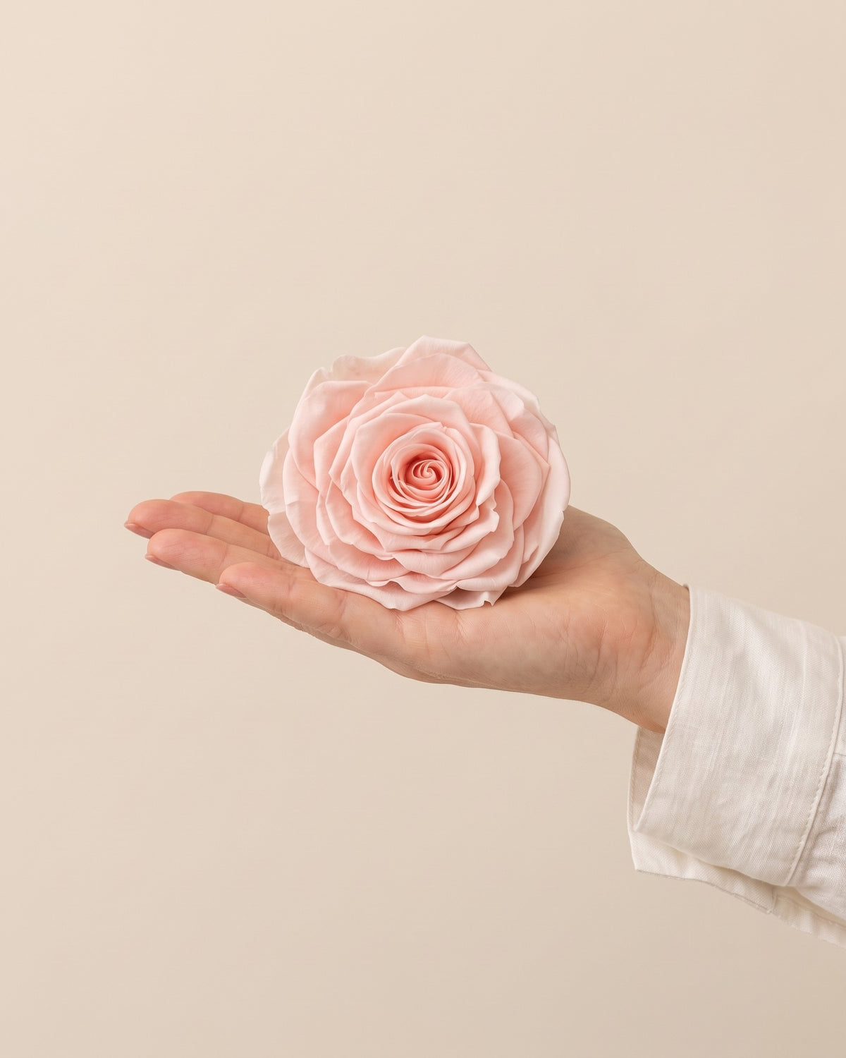 Una cabeza de rosa preservada rosa clara en la mano, para ver su tamaño