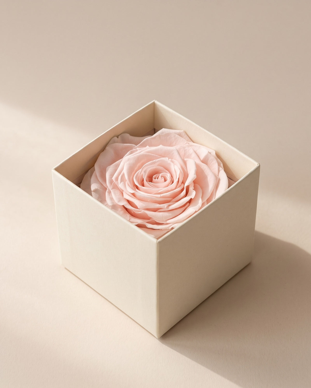Rosa preservada Magna rosa clara, una cabeza en una caja abierta