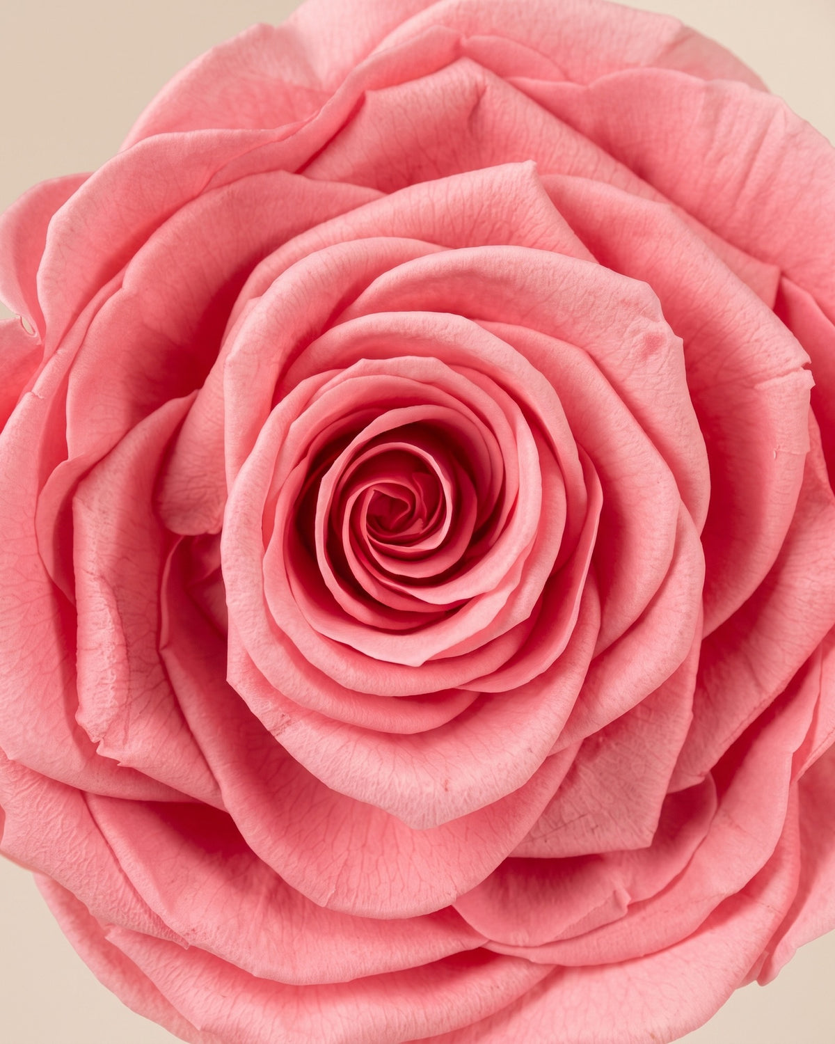 Detalle de los pétalos de la rosa preservada rosa
