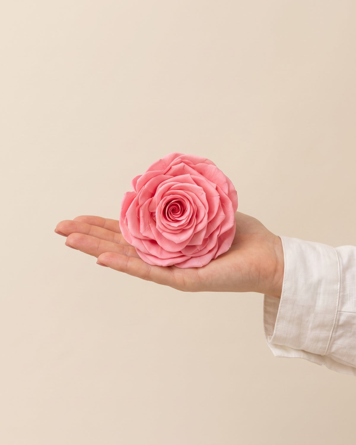 Una cabeza de rosa preservada rosa en la mano, para ver su tamaño