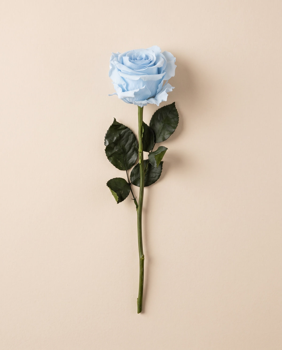 Rosa preservada celeste con tallo de 30 cm, vista desde arriba. Se vende por unidad.