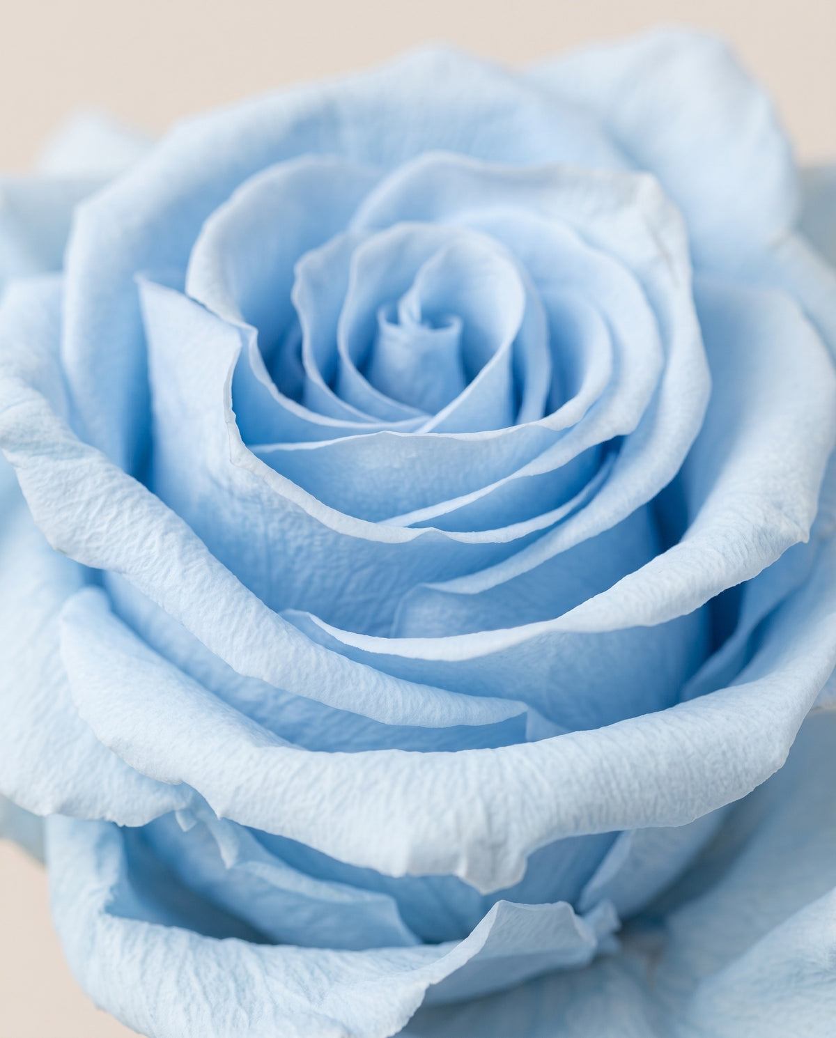 Detalle de cerca de una rosa preservada celeste.