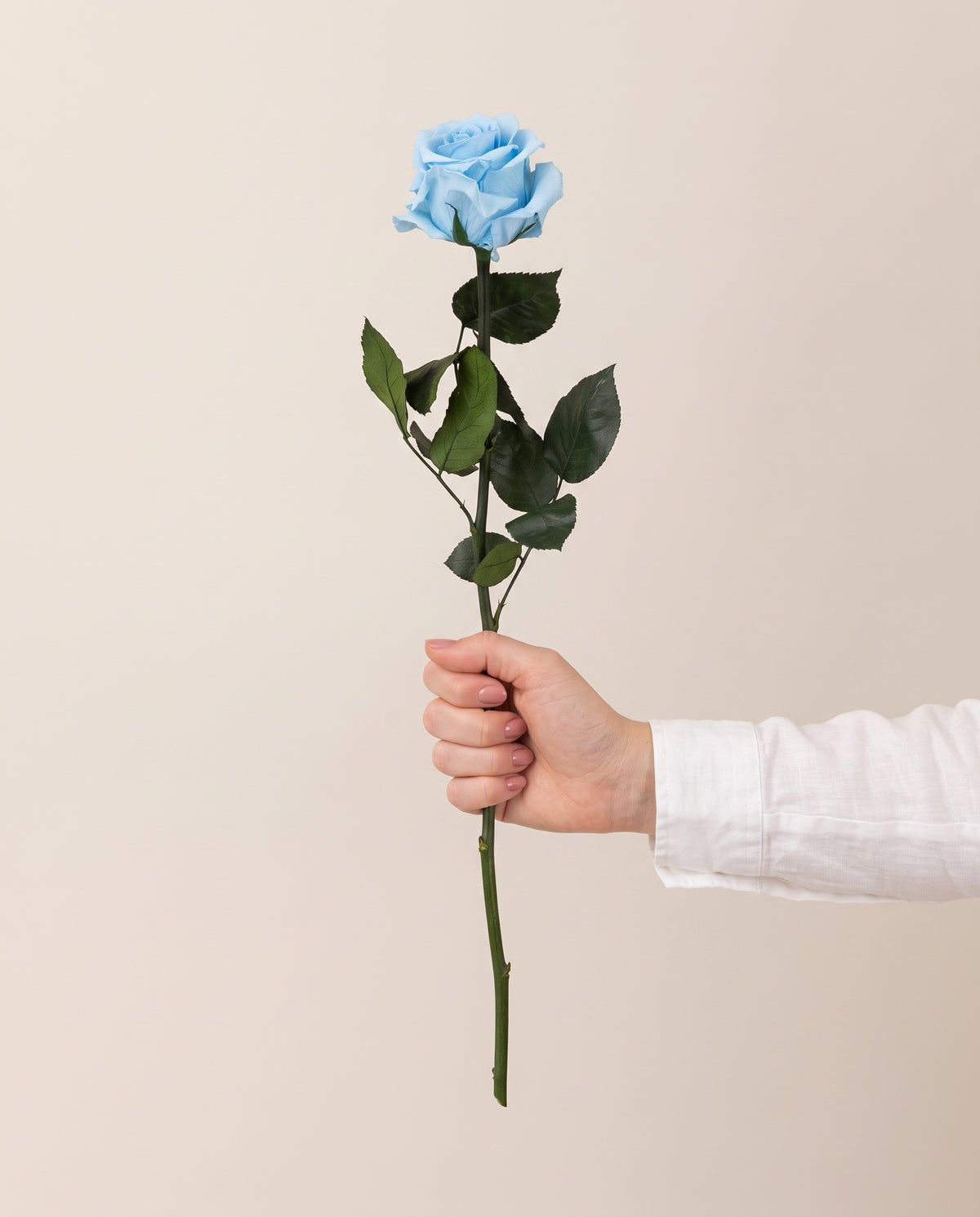Mano sujetando una rosa preservada celeste, para ver su tamaño. Se vende por unidad.