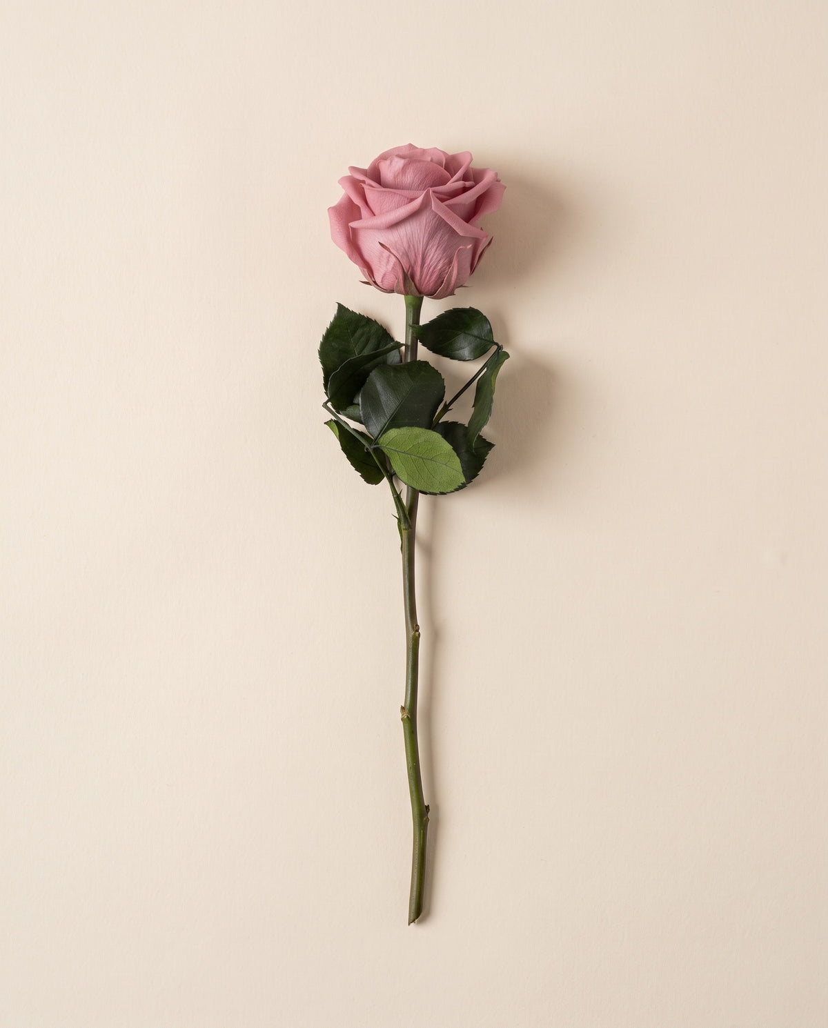 Rosa preservada cereza con tallo de 55,5 cm, vista desde arriba. Se vende por unidad.